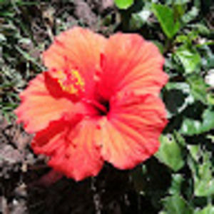 Meet your Posher, Candace